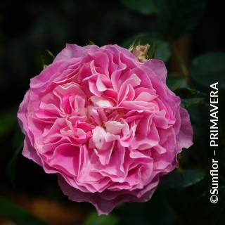 ©Sunflor – PRIMAVERA