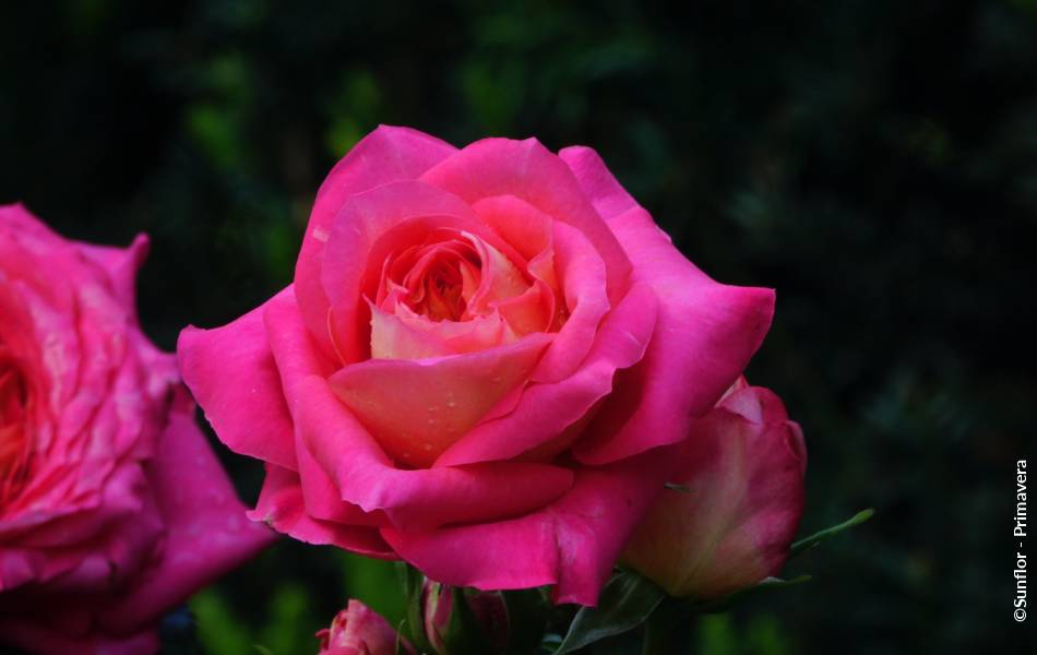 ©Sunflor - Primavera
