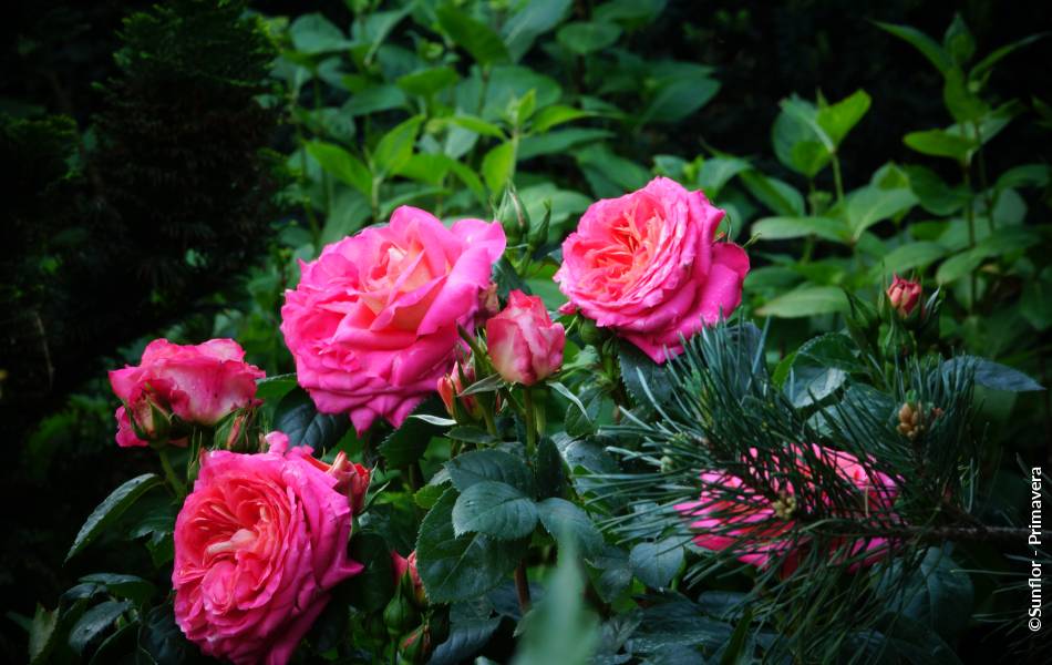 ©Sunflor - Primavera