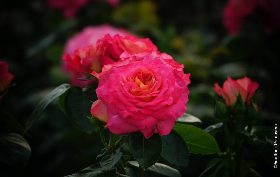©Sunflor - Primavera