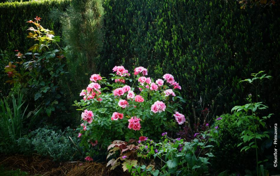 ©Sunflor - Primavera