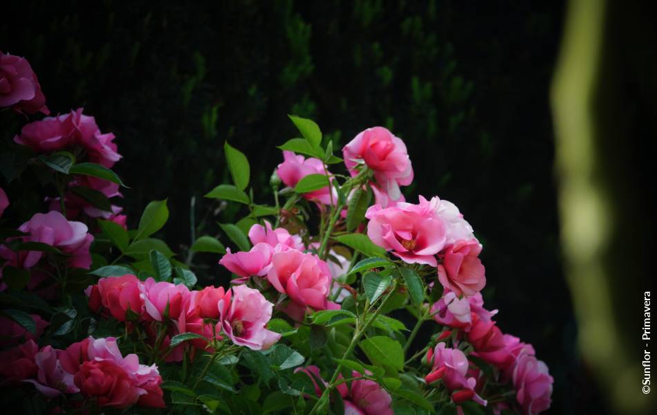 ©Sunflor - Primavera