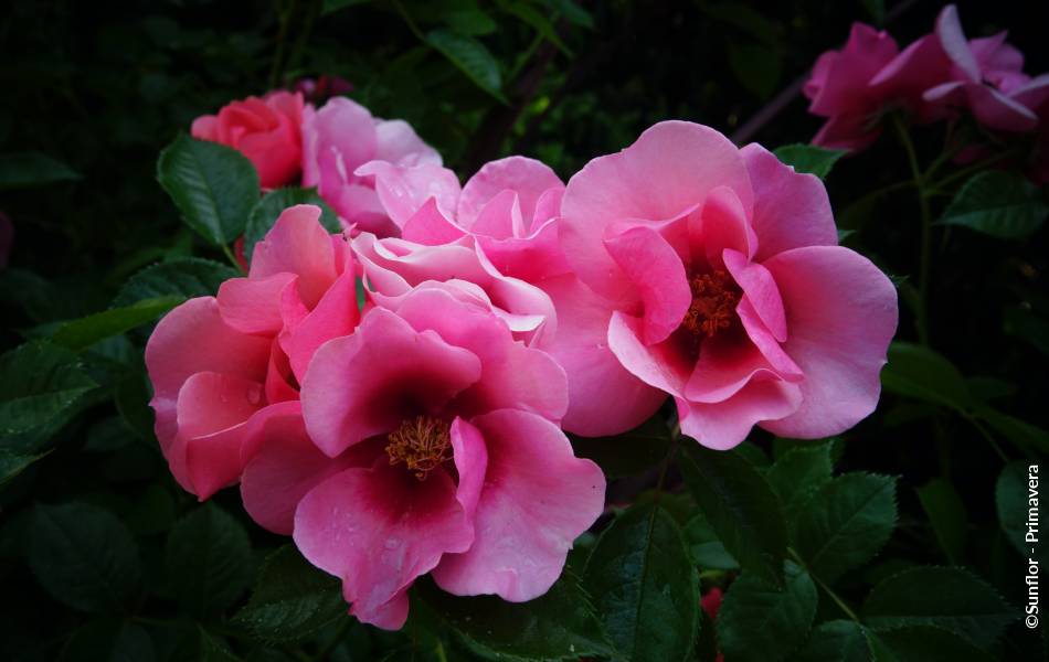 ©Sunflor - Primavera