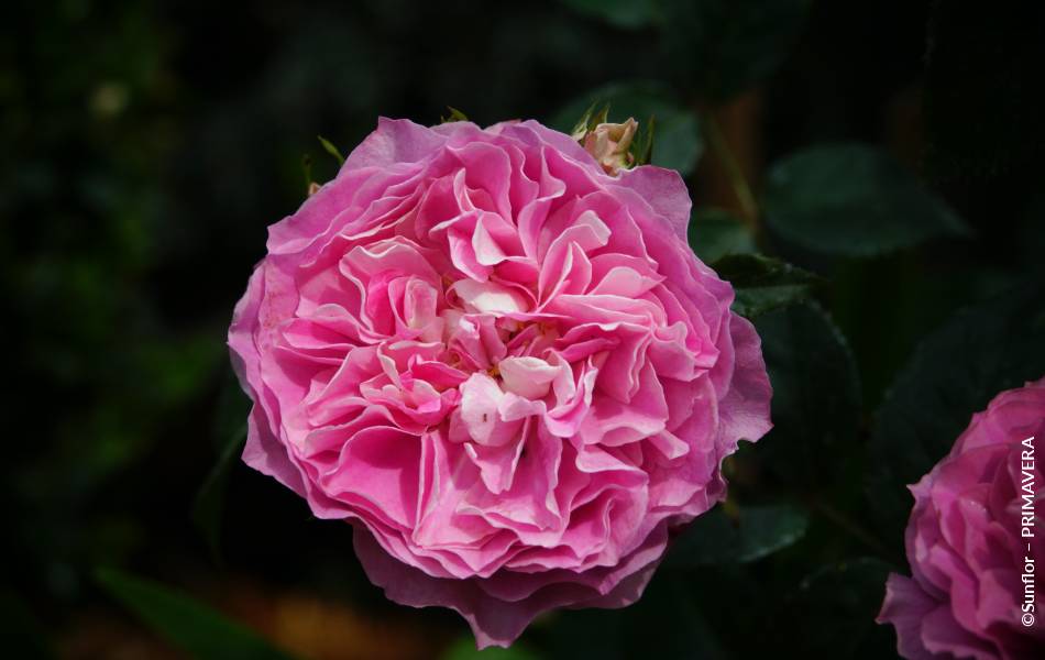 ©Sunflor – PRIMAVERA