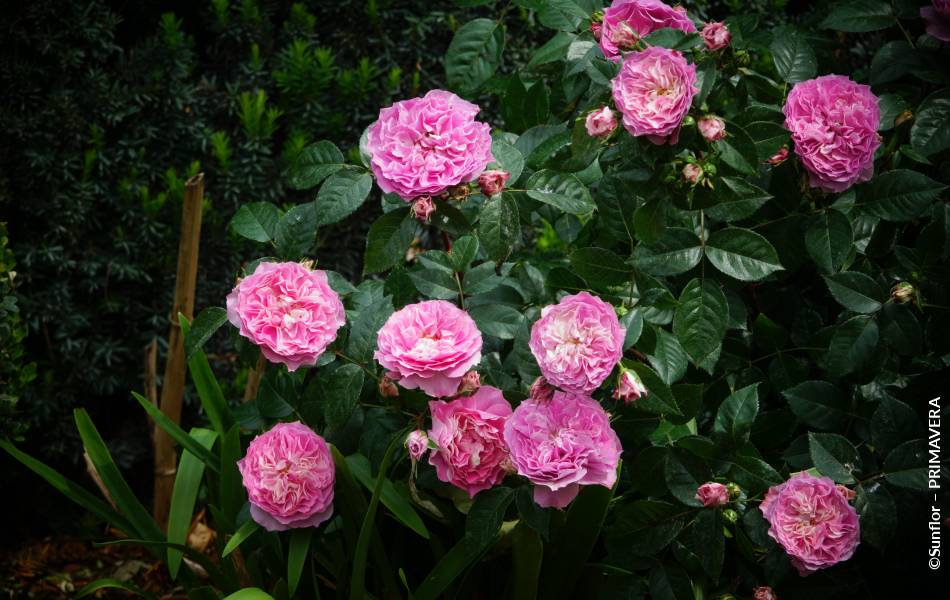 ©Sunflor – PRIMAVERA
