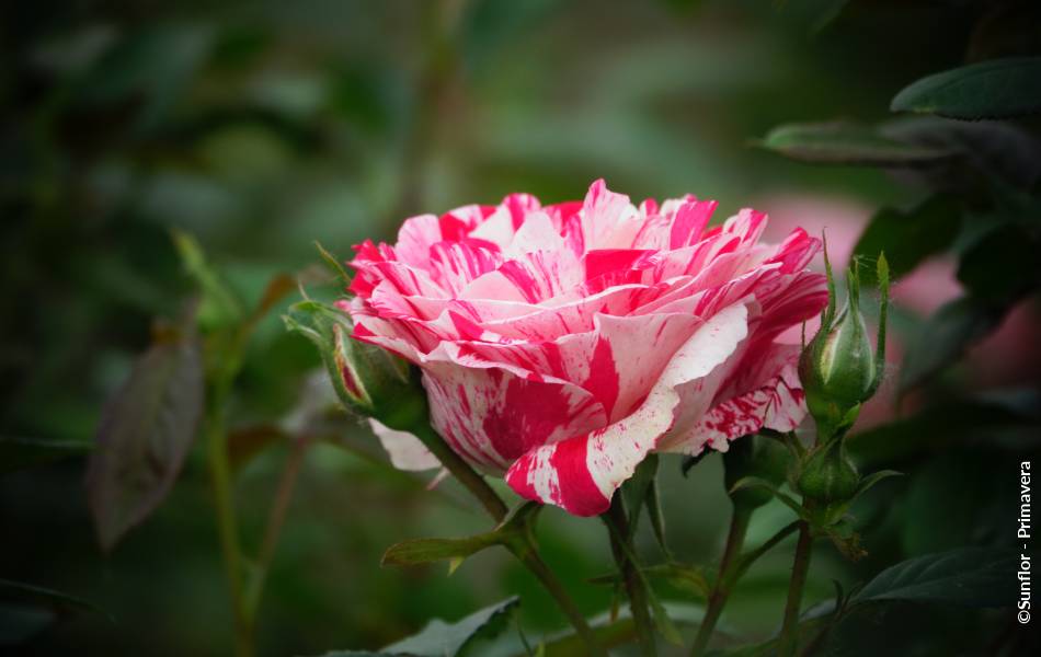 ©Sunflor - Primavera