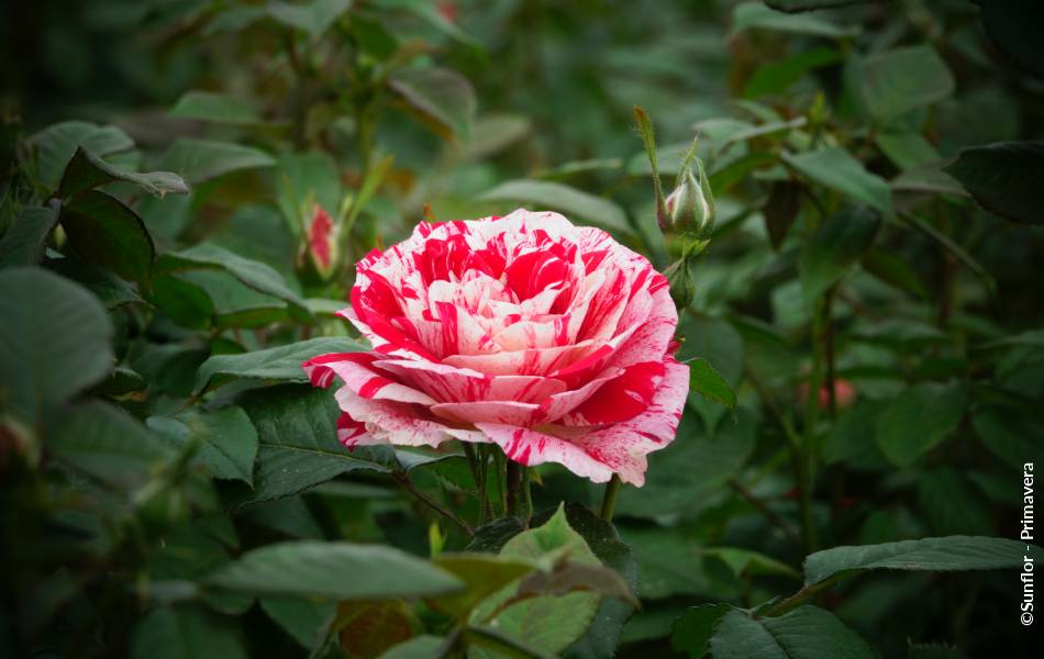 ©Sunflor - Primavera