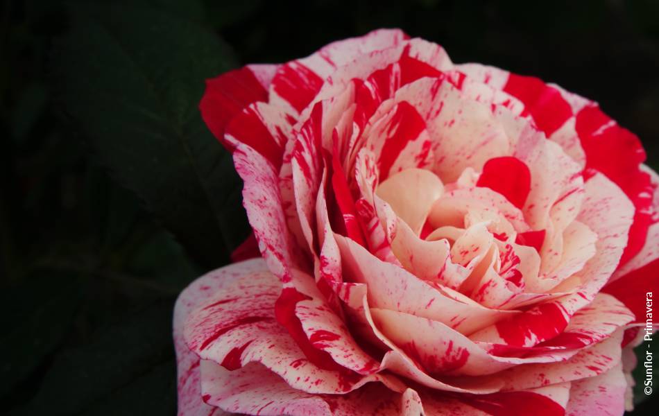 ©Sunflor - Primavera