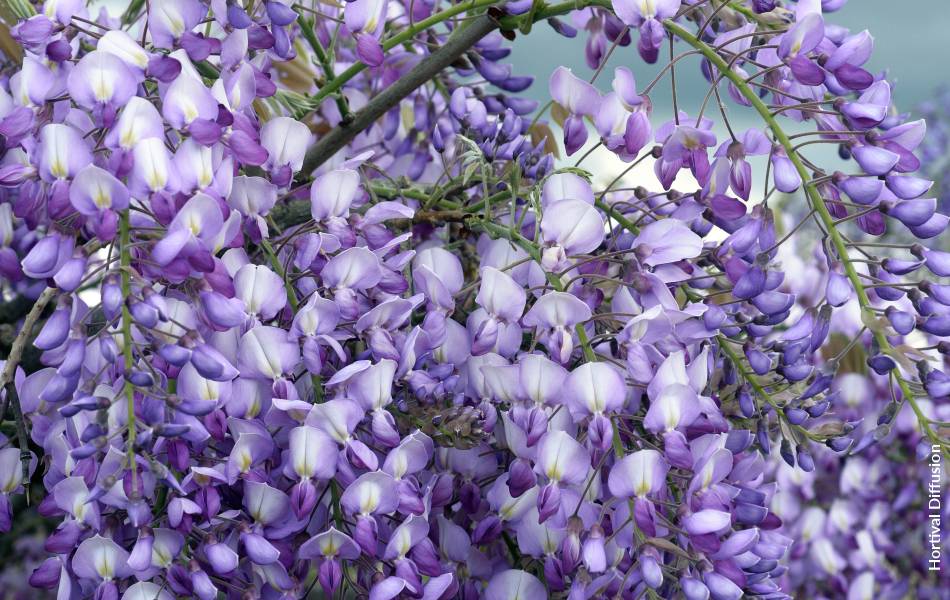WISTERIA x venusta GRANDE DIVA  BARBARA 'MinwiKB25' cov - FPB - Formidable  Plant Breeders