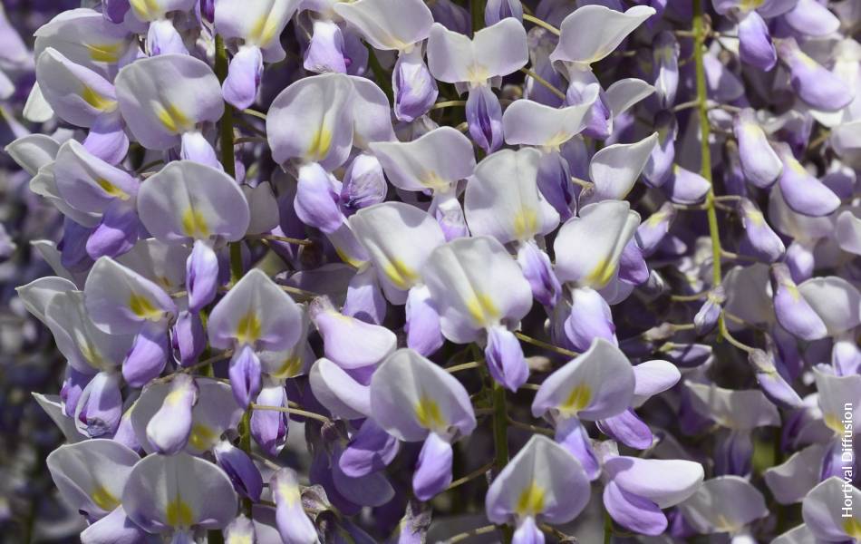 WISTERIA x sinensis GRANDE DIVA  MARIA 'MinwiGB01' cov - FPB - Formidable  Plant Breeders