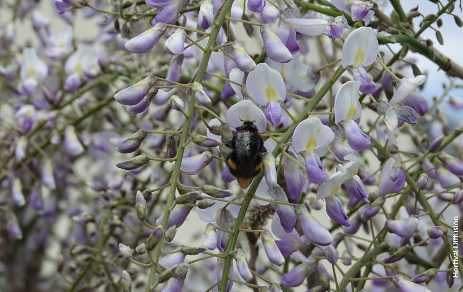 WISTERIA x sinensis GRANDE DIVA  MARIA 'MinwiGB01' cov - FPB - Formidable  Plant Breeders