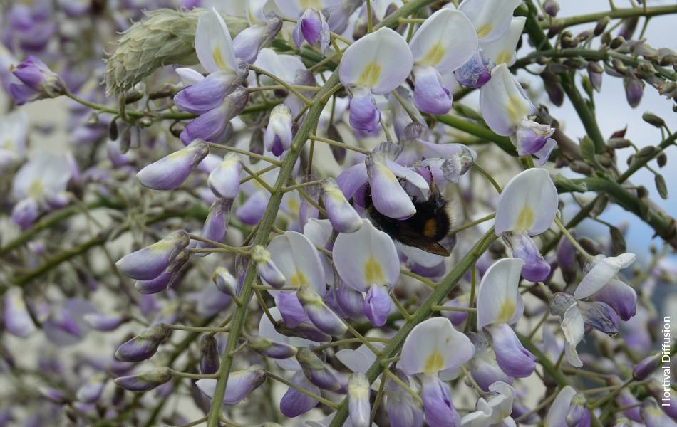 WISTERIA x sinensis GRANDE DIVA  MARIA 'MinwiGB01' cov - FPB - Formidable  Plant Breeders
