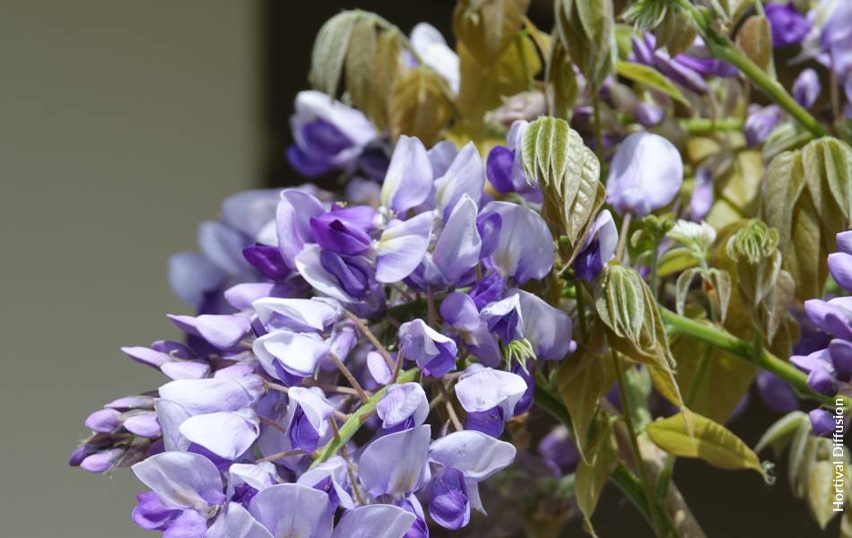 WISTERIA x venusta GRANDE DIVA  NATHALIE 'MinwiJD04' cov - FPB -  Formidable Plant Breeders