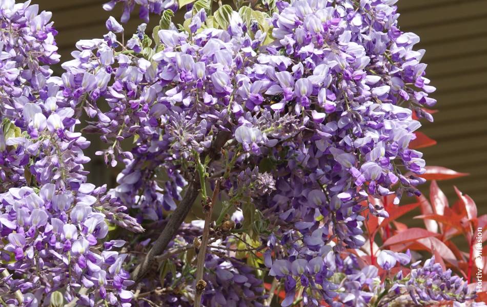 WISTERIA x venusta GRANDE DIVA  NATHALIE 'MinwiJD04' cov - FPB -  Formidable Plant Breeders